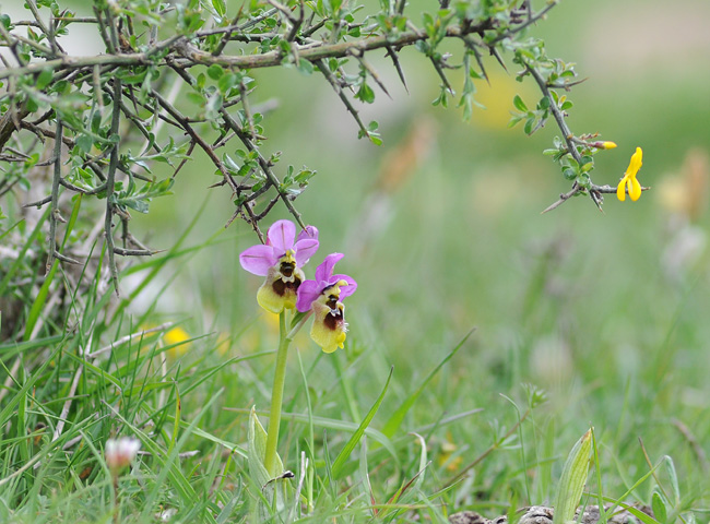 Ophrys ficalhoana