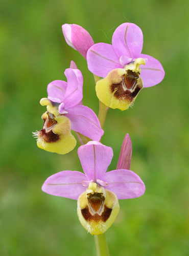 Ophrys ficalhoana