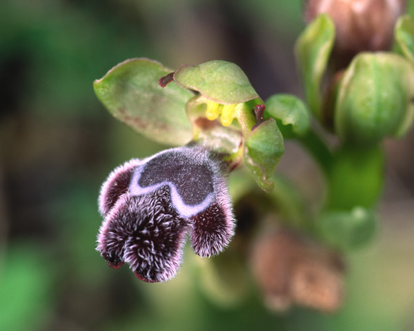 Ophrys fleischmannii