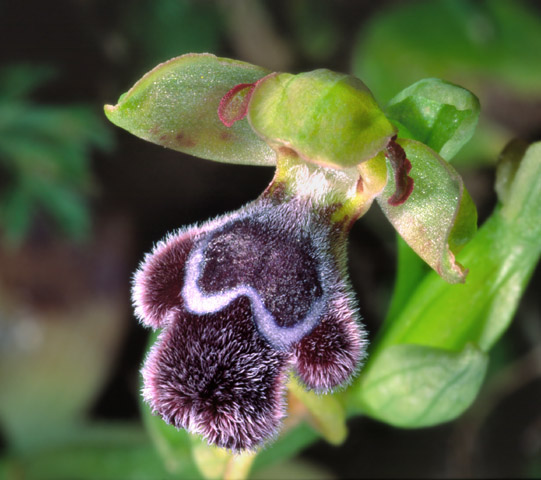 Ophrys fleischmannii