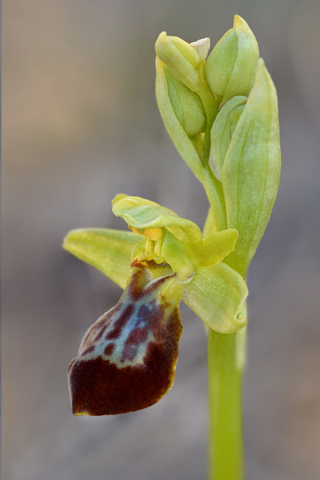 Ophrys forestieri x massiliensis