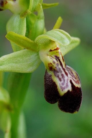 Ophrys forestieri x occidentalis