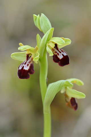 Ophrys forestieri x occidentalis