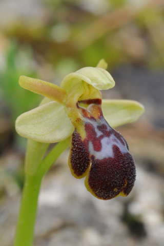 Ophrys forestieri x passionis