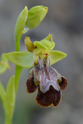 Ophrys forestieri x speculum