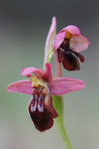 Ophrys forestieri x tenthredinifera 