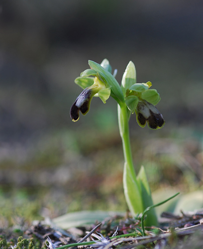 Ophrys forestieri