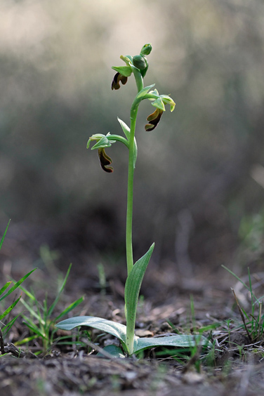 Ophrys forestieri