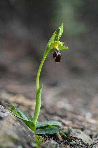 Ophrys forestieri