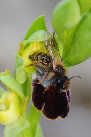 Ophrys forestieri