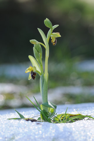 Ophrys forestieri