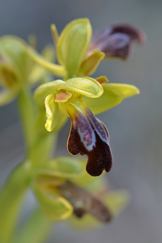 Ophrys forestieri