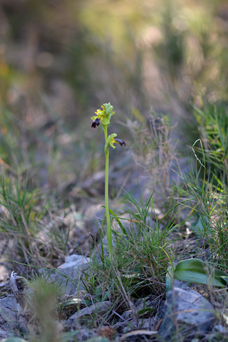 Ophrys forestieri