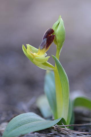 Ophrys forestieri