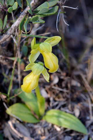 Ophrys forestieri hypochrome