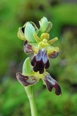 Ophrys forestieri lusus