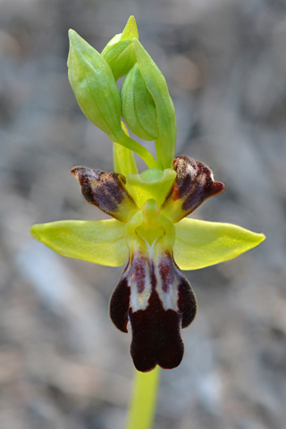 Ophrys forestieri lusus