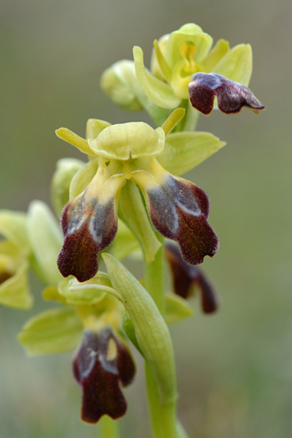 Ophrys forestieri lusus