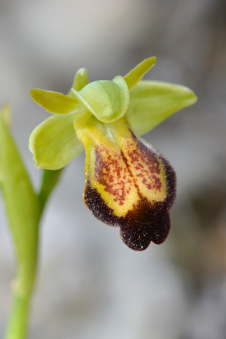 Ophrys forestieri lusus