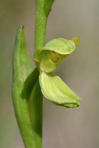 Ophrys forestieri lusus