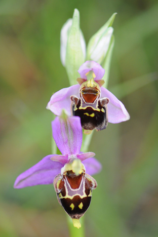 Ophrys apifera x fuciflora