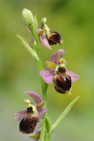 Ophrys araneola x fuciflora