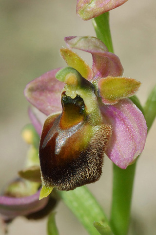 Ophrys araneola x fuciflora