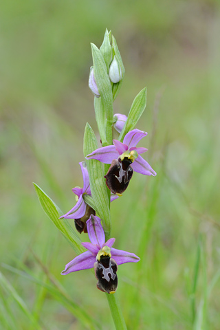 Ophrys drumana x fuciflora