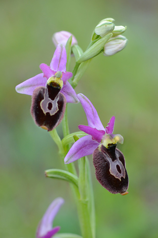 Ophrys drumana x fuciflora