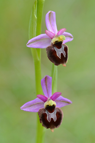 Ophrys drumana x fuciflora