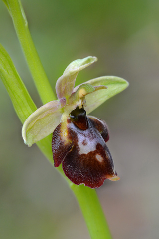 Ophrys fuciflora x insectifera