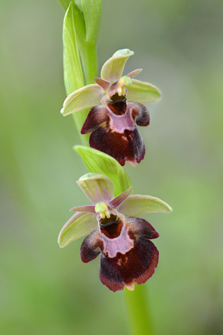 Ophrys fuciflora x insectifera