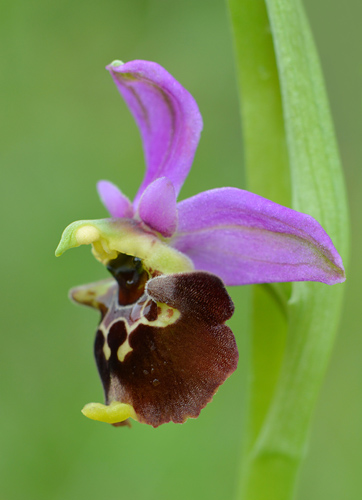 Ophrys fuciflora