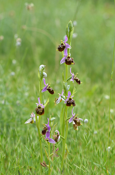 Ophrys fuciflora