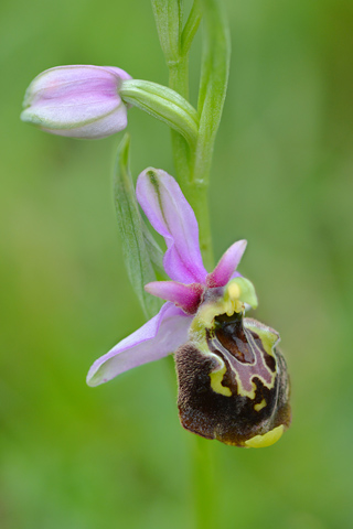 Ophrys fuciflora