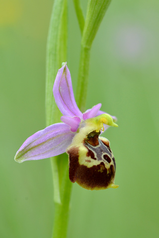 Ophrys fuciflora