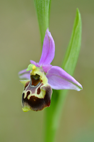 Ophrys fuciflora