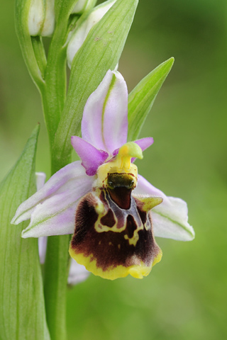 Ophrys fuciflora