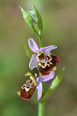 Ophrys fuciflora