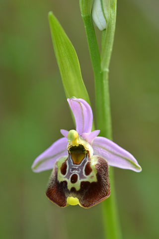 Ophrys fuciflora