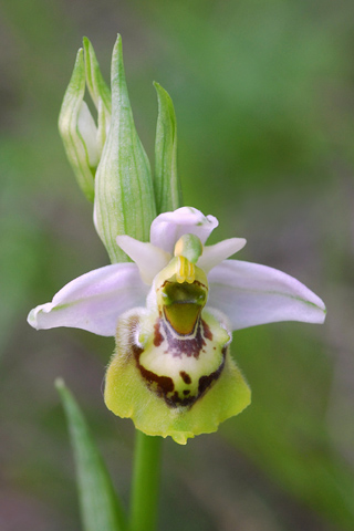 Ophrys fuciflora lusus