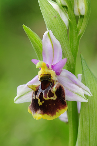 Ophrys fuciflora lusus