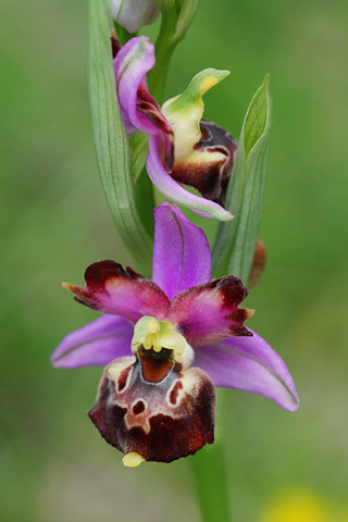 Ophrys fuciflora lusus