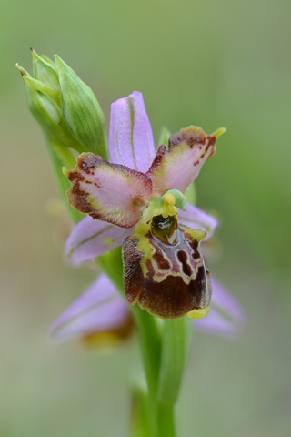 Ophrys fuciflora lusus