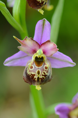 Ophrys fuciflora lusus