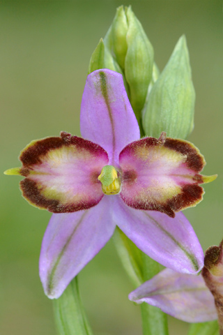 Ophrys fuciflora lusus