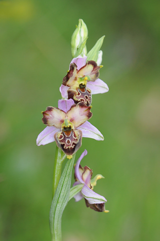 Ophrys fuciflora lusus