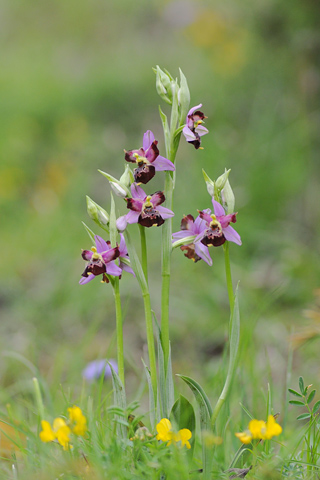 Ophrys fuciflora lusus