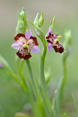 Ophrys fuciflora lusus