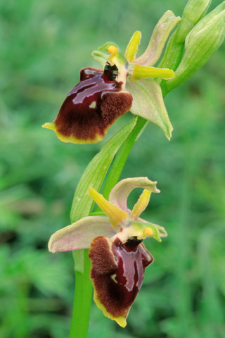 Ophrys apulica x garganica